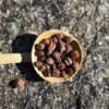 Cardamome de la foret 1024x1024@2x