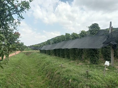 les lianes de poivre de la plantation